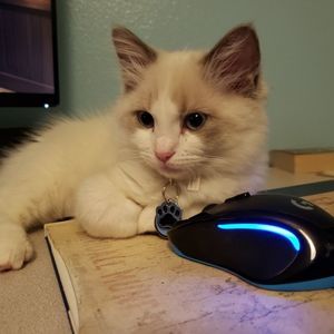 Meet your Posher, Laura